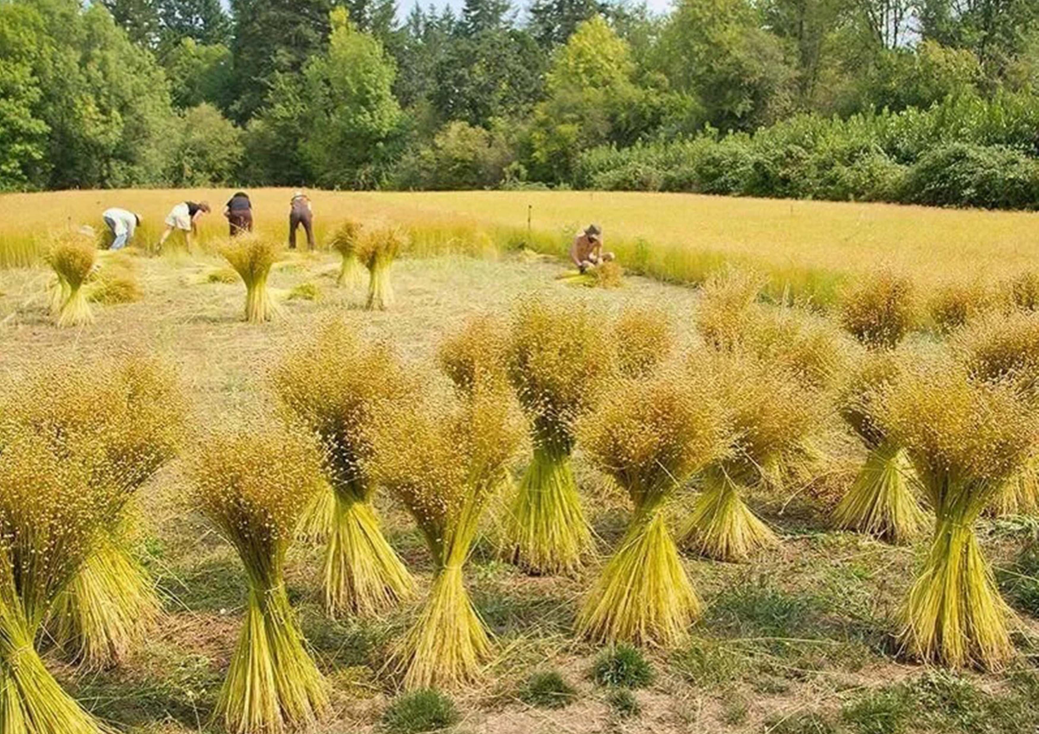 精选优质植物纤维
